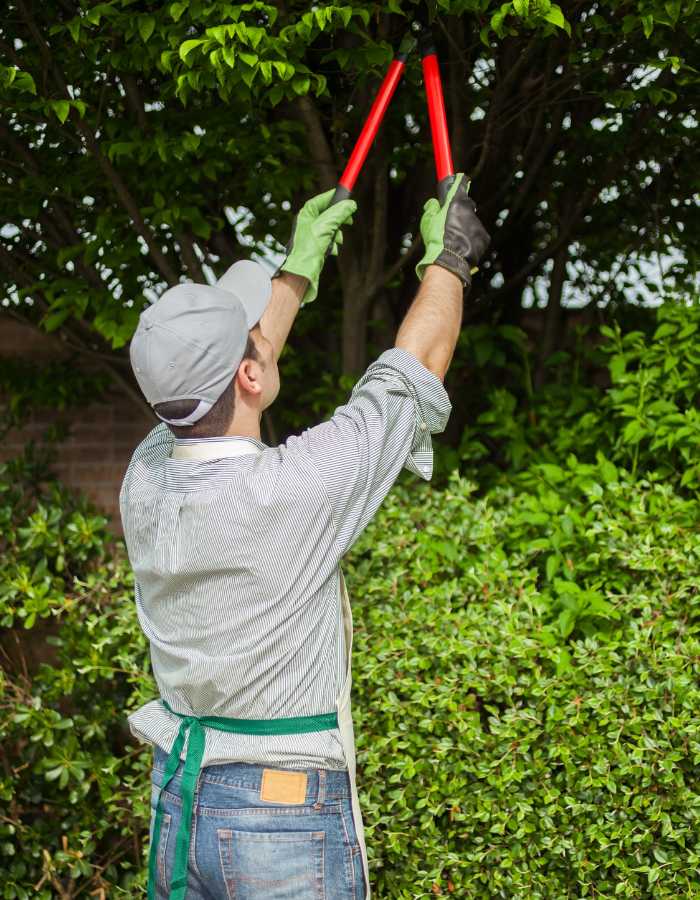 Poda y forma para un jardín pintoresco